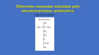 Diferentes respostas induzidas pelo
neurotransmissor acetilcolina.
Molécula de Acetilcolina
 