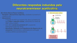 Diferentes respostas induzidas pelo
neurotransmissor acetilcolina.
(B) Célula Marca-Passo Cardíaca
• Receptor: Muscarínico (tipo M₂), acoplado à proteína G
inibitória (Gi).
• Mecanismo:
• A ligação da ACh ao receptor M₂ ativa a proteína Gi,
que inibe a adenilil ciclase, reduzindo os níveis de
AMP cíclico (cAMP).
• Isso abre canais de potássio (K⁺), causando
hiperpolarização da célula.
• Resultado: Redução na frequência de disparo do nó
sinoatrial, diminuindo a velocidade de contração
cardíaca (efeito parassimpático).
 