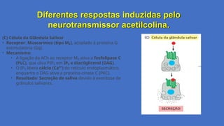 Diferentes respostas induzidas pelo
neurotransmissor acetilcolina.
(C) Célula da Glândula Salivar
• Receptor: Muscarínico (tipo M₃), acoplado à proteína G
estimulatória (Gq).
• Mecanismo:
• A ligação da ACh ao receptor M₃ ativa a fosfolipase C
(PLC), que cliva PIP₂ em IP₃ e diacilglicerol (DAG).
• O IP₃ libera cálcio (Ca²⁺) do retículo endoplasmático,
enquanto o DAG ativa a proteína-cinase C (PKC).
• Resultado: Secreção de saliva devido à exocitose de
grânulos salivares.
 
