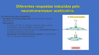 Diferentes respostas induzidas pelo
neurotransmissor acetilcolina.
(D) Célula Muscular Esquelética
• Receptor: Nicotínico (tipo Nm), um canal iônico ligante-
dependente.
• Mecanismo:
• A ligação da ACh ao receptor nicotínico abre o canal,
permitindo a entrada de Na⁺ e saída de K⁺.
• A despolarização resultante gera um potencial de ação na
membrana da célula muscular.
• Resultado: Contração muscular rápida via liberação de
Ca²⁺ do retículo sarcoplasmático.
 