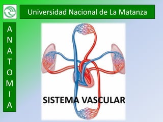 Universidad Nacional de La Matanza

A
N
A
T
O
M
I
A
        SISTEMA VASCULAR
 