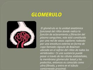 Glomerulo Riñon 12 sistema urinario descripcion y funcionalidad | PPTX