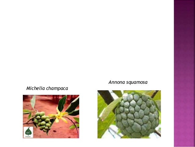 Ppt Morfologi Tumbuhan Bunga 46392192