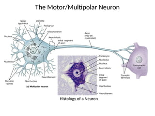 Telodendrites Label #12 Spinal Cord Anatomy BY DR. SADAKAT.pptx