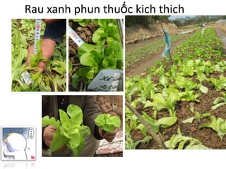 Rau xanh phun thuốc kich thich
 