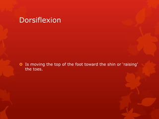 Dorsiflexion 
 Is moving the top of the foot toward the shin or ‘raising’ 
the toes. 
 