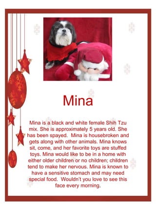 Mina
 Mina is a black and white female Shih Tzu
 mix. She is approximately 5 years old. She
has been spayed. Mina is housebroken and
 gets along with other animals. Mina knows
 sit, come, and her favorite toys are stuffed
 toys. Mina would like to be in a home with
either older children or no children; children
tend to make her nervous. Mina is known to
  have a sensitive stomach and may need
 special food. Wouldn’t you love to see this
             face every morning.
 