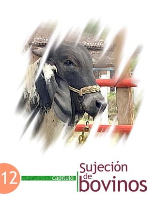 Capítulo 12. Sujeción de bovinos
Facultad de Medicina Veterinaria y Zootecnia-UNAM 427
Capítulo 12. Sujeción de bovinos
 