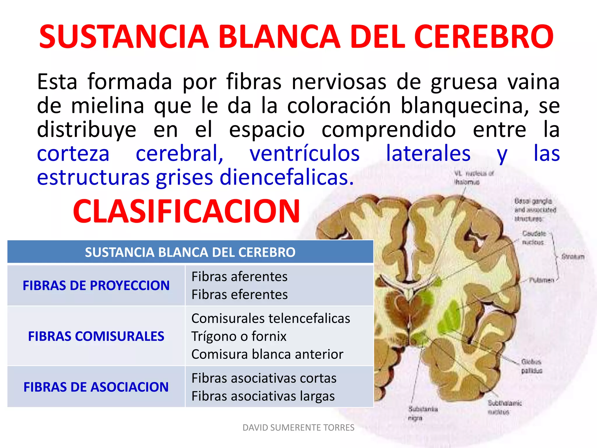 Cerebro: Sustancia blanca | PPTX