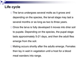Life cycle
 The larva undergoes several molts as it grows and
depending on the species, the larval stage may last a
several months or as long as two to three years.
 Once the larva is fully developed it moves into drier soil
to pupate. Depending on the species, the pupal stage
lasts approximately 5-21 days, and then the adult flies
emerge from the soil.
 Mating occurs shortly after the adults emerge. Females
then lay in wait in vegetation until a host for a blood
meal wanders into range.
 