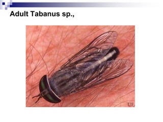 12_Tabanids.ppt