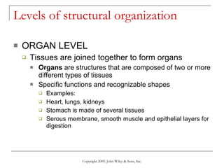 Levels of structural organization ORGAN LEVEL Tissues are joined together to form organs Organs  are structures that are composed of two or more different types of tissues Specific functions and recognizable shapes Examples: Heart, lungs, kidneys Stomach is made of several tissues Serous membrane, smooth muscle and epithelial layers for digestion  Copyright 2009, John Wiley & Sons, Inc. 