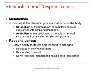 Metabolism and Responsiveness Metabolism Sum of all the chemical process that occur in the body Catabolism  or the breakdown of complex chemical substances into simpler components Anabolism  or the building up of complex chemical substances from smaller, simpler components Responsiveness Body’s ability to detect and respond to changes Decrease in body temperature Responding to sound Nerve (electrical signals) and muscle cells (contracting) Copyright 2009, John Wiley & Sons, Inc. 
