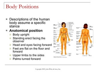 Body Positions  Descriptions of the human body assume a specific stance  Anatomical position Body upright Standing erect facing the observer Head and eyes facing forward Feet are flat on the floor and forward Upper limbs to the sides Palms turned forward Copyright 2009, John Wiley & Sons, Inc. 