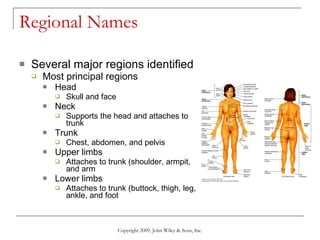 Regional Names  Several major regions identified Most principal regions Head Skull and face Neck Supports the head and attaches to trunk Trunk Chest, abdomen, and pelvis Upper limbs Attaches to trunk (shoulder, armpit, and arm Lower limbs Attaches to trunk (buttock, thigh, leg, ankle, and foot Copyright 2009, John Wiley & Sons, Inc. 