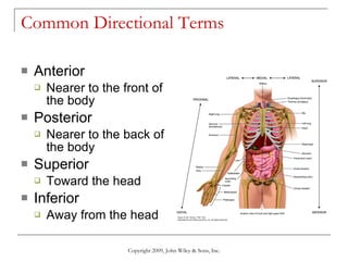 Common Directional Terms  Anterior Nearer to the front of the body Posterior Nearer to the back of the body Superior Toward the head Inferior Away from the head Copyright 2009, John Wiley & Sons, Inc. 
