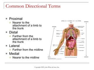 Common Directional Terms  Proximal Nearer to the attachment of a limb to the trunk Distal Farther from the attachment of a limb to the trunk Lateral Farther from the midline Medial Nearer to the midline Copyright 2009, John Wiley & Sons, Inc. 