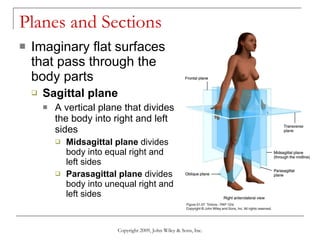 Planes and Sections  Imaginary flat surfaces that pass through the body parts Sagittal plane   A vertical plane that divides the body into right and left sides Midsagittal plane  divides body into equal right and left sides Parasagittal plane  divides body into unequal right and left sides Copyright 2009, John Wiley & Sons, Inc. 