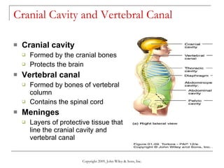 Cranial Cavity and Vertebral Canal  Cranial cavity Formed by the cranial bones Protects the brain Vertebral canal  Formed by bones of vertebral column Contains the spinal cord  Meninges Layers of protective tissue that line the cranial cavity and vertebral canal Copyright 2009, John Wiley & Sons, Inc. 