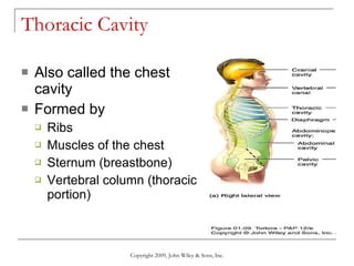Thoracic Cavity Also called the chest cavity Formed by Ribs Muscles of the chest Sternum (breastbone) Vertebral column (thoracic portion) Copyright 2009, John Wiley & Sons, Inc. 