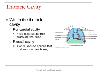 Thoracic Cavity Within the thoracic cavity Pericardial cavity Fluid-filled space that surround the heart Pleural cavity Two fluid-filled spaces that that surround each lung Copyright 2009, John Wiley & Sons, Inc. 