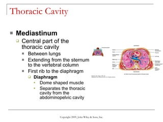 Thoracic Cavity Mediastinum Central part of the thoracic cavity Between lungs Extending from the sternum to the vertebral column  First rib to the diaphragm Diaphragm   Dome shaped muscle  Separates the thoracic cavity from the abdominopelvic cavity Copyright 2009, John Wiley & Sons, Inc. 