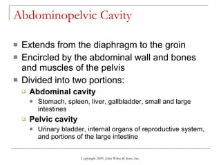 Abdominopelvic Cavity Extends from the diaphragm to the groin Encircled by the abdominal wall and bones and muscles of the pelvis Divided into two portions: Abdominal cavity Stomach, spleen, liver, gallbladder, small and large intestines Pelvic cavity Urinary bladder, internal organs of reproductive system, and portions of the large intestine Copyright 2009, John Wiley & Sons, Inc. 