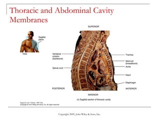 Thoracic and Abdominal Cavity Membranes Copyright 2009, John Wiley & Sons, Inc. 