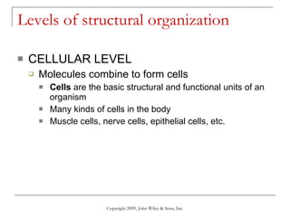 Levels of structural organization CELLULAR LEVEL Molecules combine to form cells Cells  are the   basic structural and functional units of an organism Many kinds of cells in the body Muscle cells, nerve cells, epithelial cells, etc. Copyright 2009, John Wiley & Sons, Inc. 