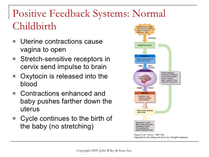 Introduction to Anatomy & Physiology