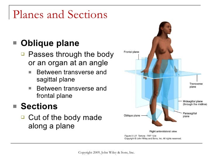 Introduction to Anatomy & Physiology