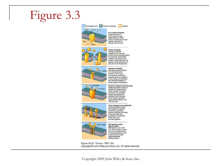 The Cellular Level of Organization