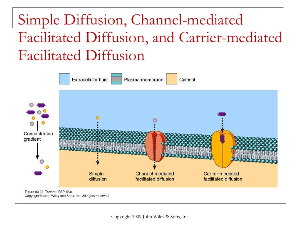 The Cellular Level of Organization