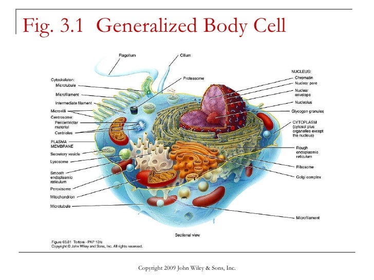 The Cellular Level of Organization