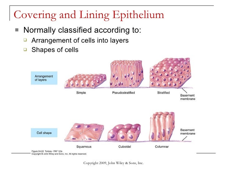 The Tissue Level of Organization