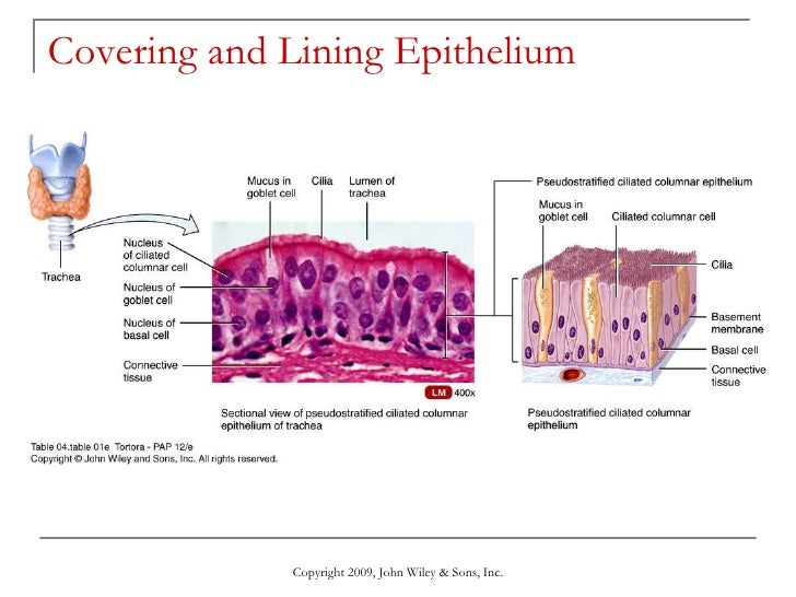 The Tissue Level of Organization