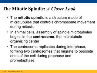 The Mitotic Spindle: A Closer Look
     • The mitotic spindle is a structure made of
       microtubules that controls chromosome movement
       during mitosis
     • In animal cells, assembly of spindle microtubules
       begins in the centrosome, the microtubule
       organizing center
     • The centrosome replicates during interphase,
       forming two centrosomes that migrate to opposite
       ends of the cell during prophase and
       prometaphase

© 2011 Pearson Education, Inc.
 