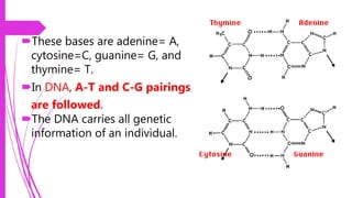 These bases are adenine= A,
cytosine=C, guanine= G, and
thymine= T.
In DNA, A-T and C-G pairings
are followed.
The DNA carries all genetic
information of an individual.
 