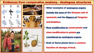 12th biology chapter 6 evolution..... hu | PDF