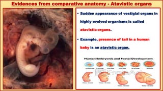 12th biology chapter 6 evolution..... hu | PDF
