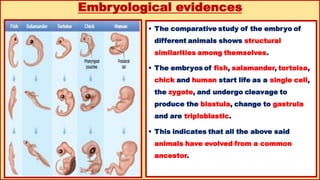 12th biology chapter 6 evolution..... hu | PDF