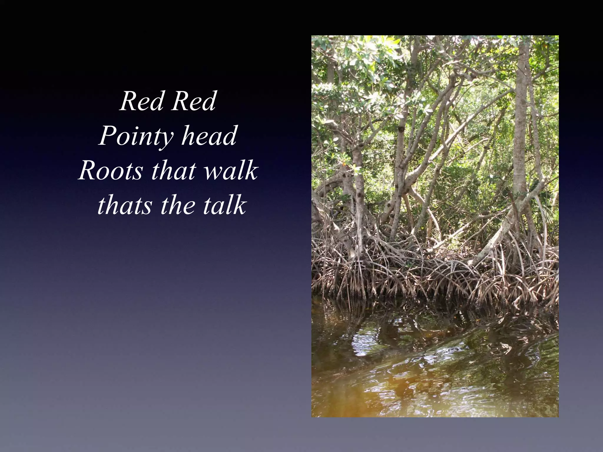 Red Red
Pointy head
Roots that walk
thats the talk
 