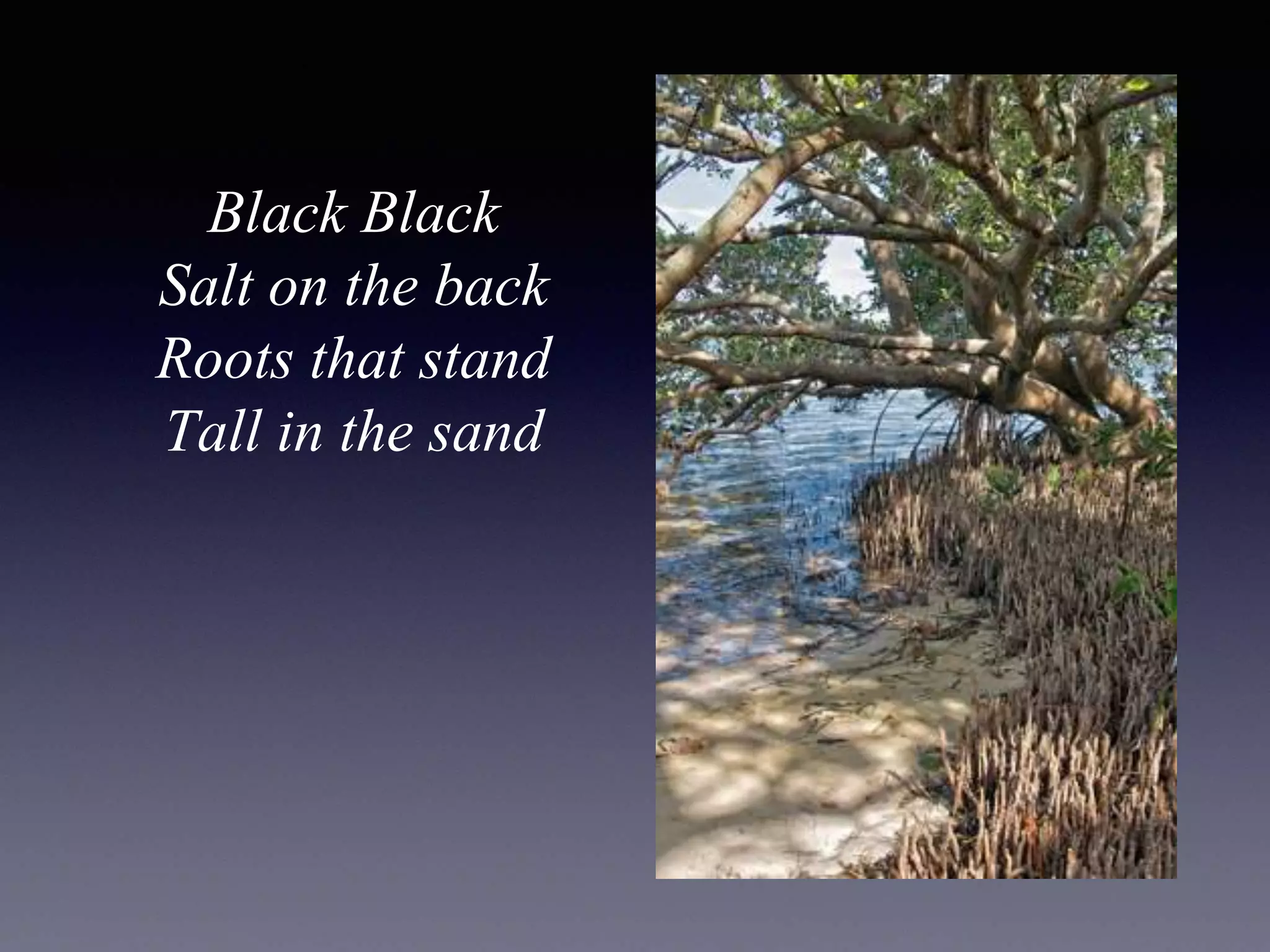 Black Black
Salt on the back
Roots that stand
Tall in the sand
 