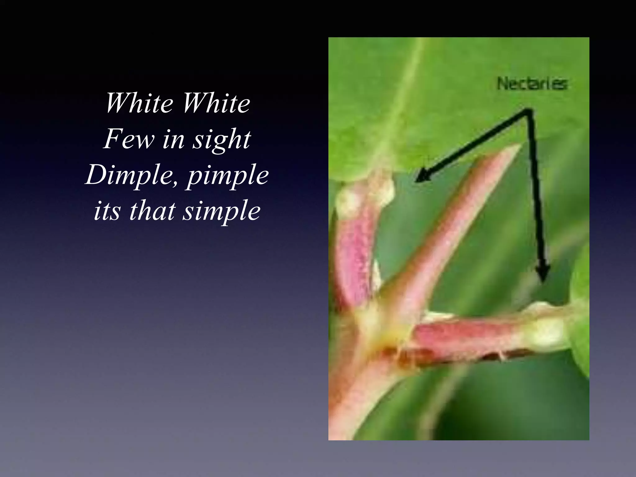 White White
Few in sight
Dimple, pimple
its that simple
 