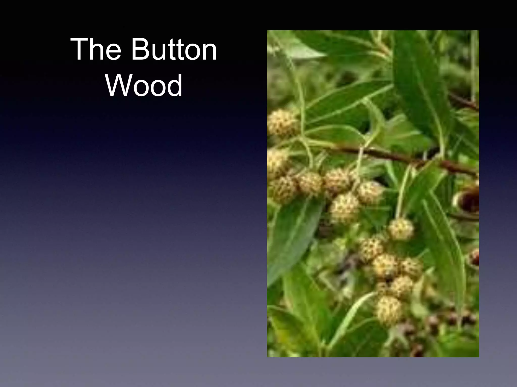 The Button
Wood
 