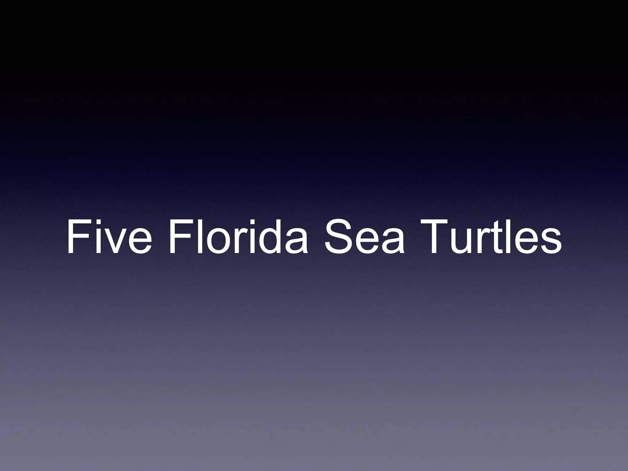 Five Florida Sea Turtles
 
