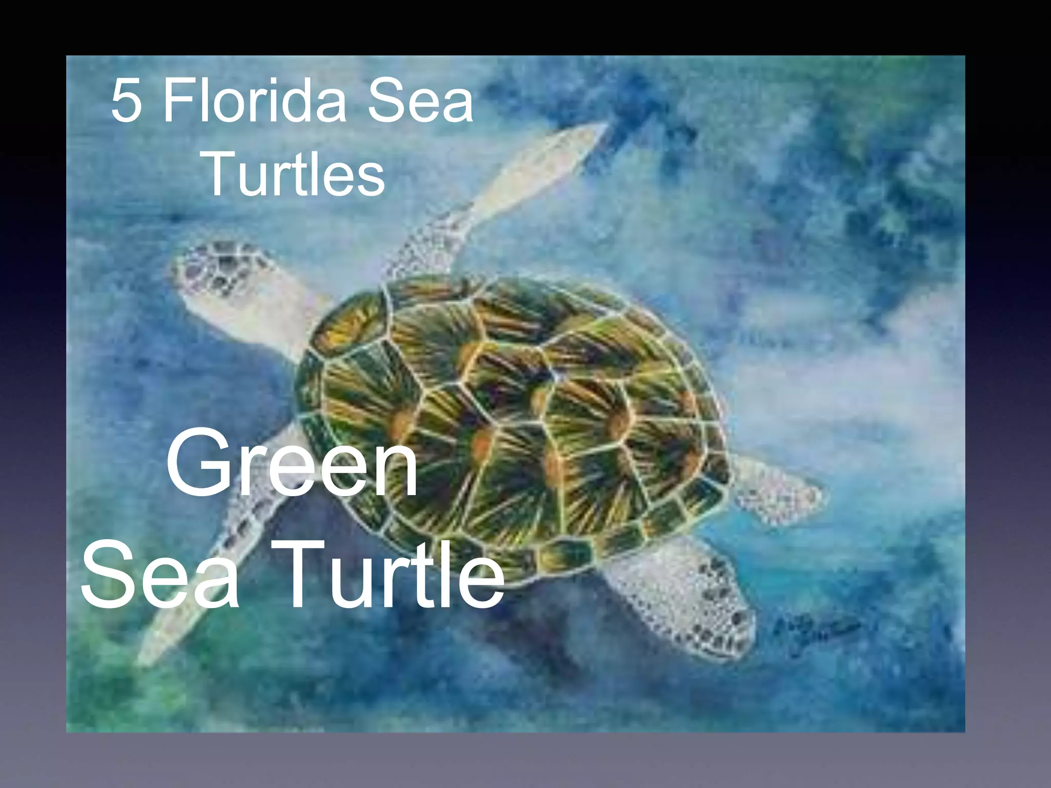 5 Florida Sea
Turtles
Green
Sea Turtle
 