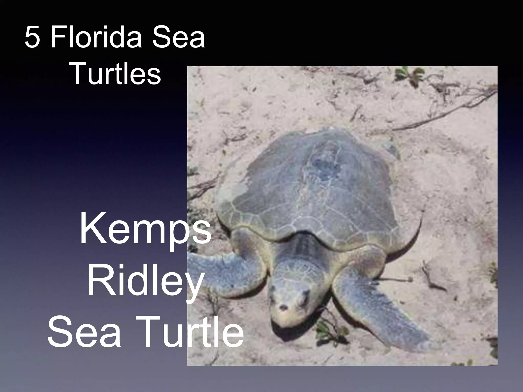 5 Florida Sea
Turtles
Kemps
Ridley
Sea Turtle
 