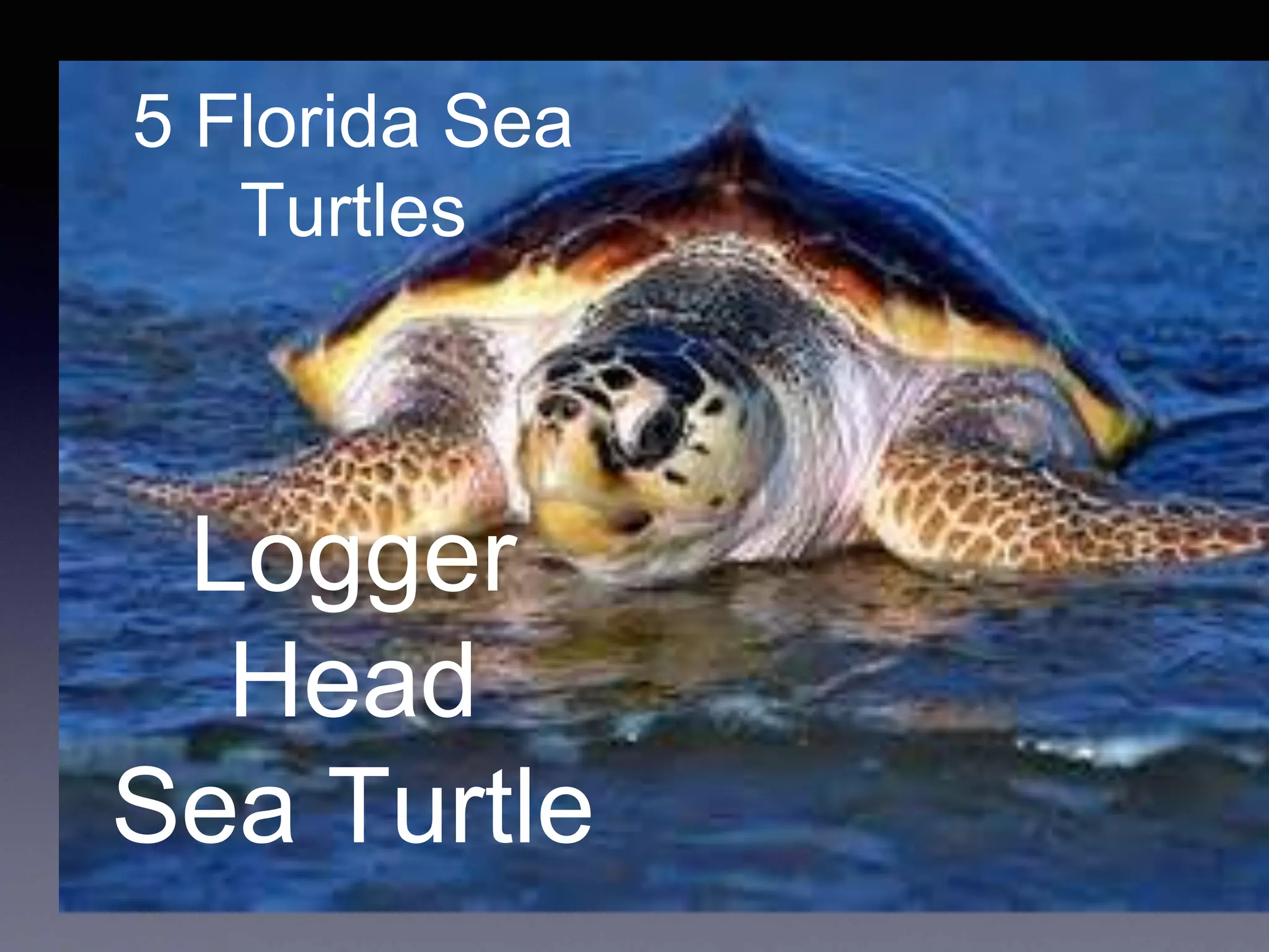 5 Florida Sea
Turtles
Logger
Head
Sea Turtle
 
