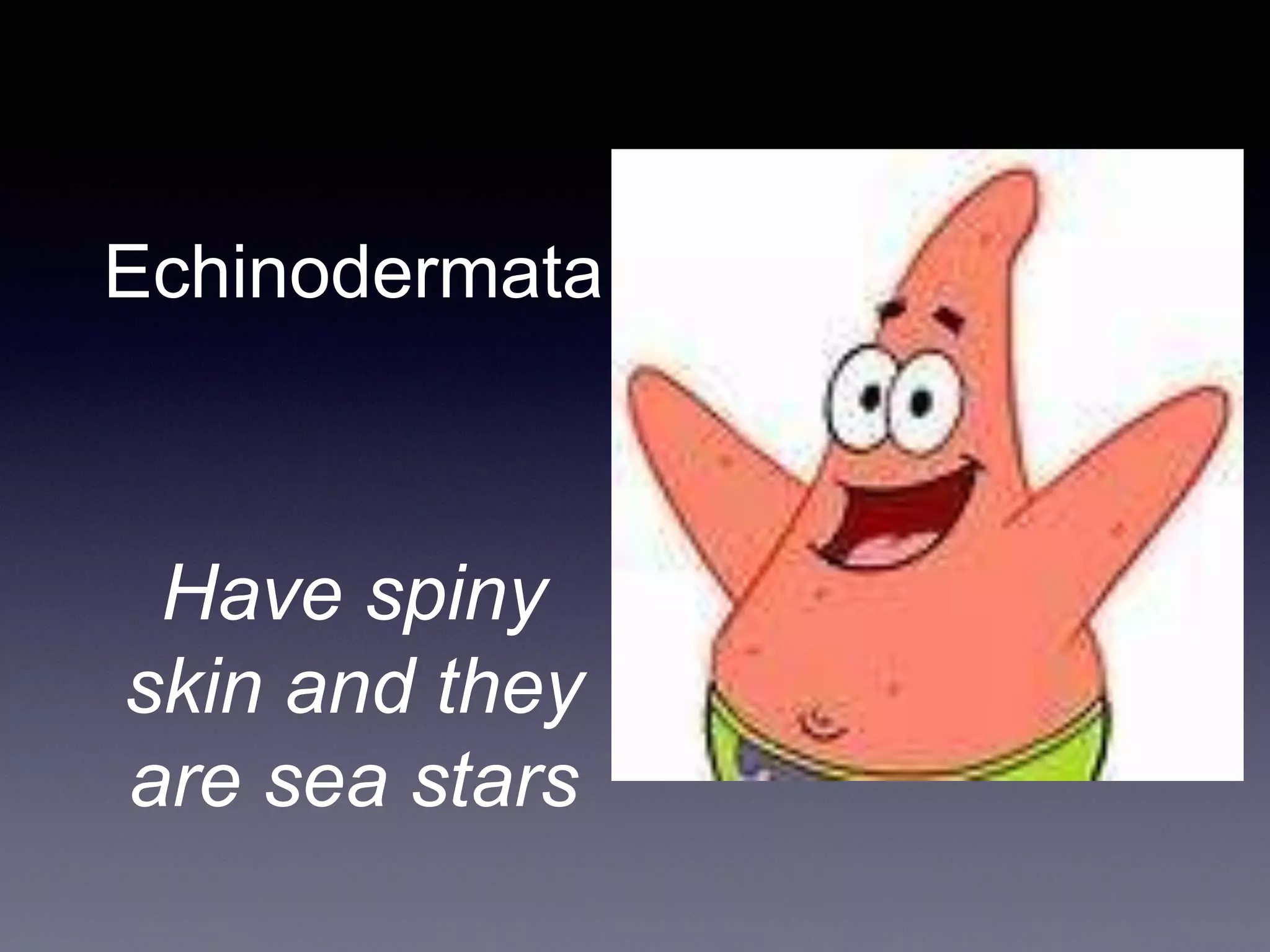 Echinodermata
Have spiny
skin and they
are sea stars
 